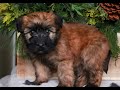 Soft Coated Wheaten Terrier dogs for sale: Willow  - Video 1