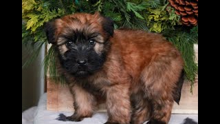 Video preview image #1 Soft Coated Wheaten Terrier Puppy For Sale in LITITZ, PA, USA