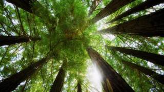 Karsikko - Sinikka Langeland