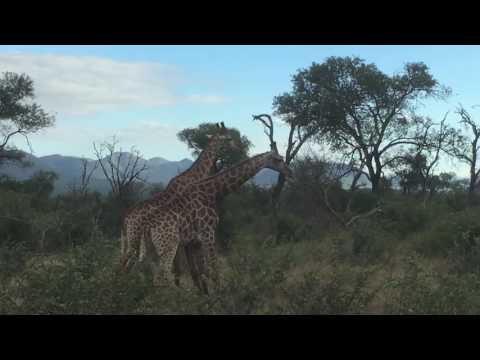 LOIRIPLUKARI - Ei saa laulaa