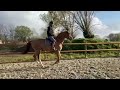 Magnifique hongre de 5 ans