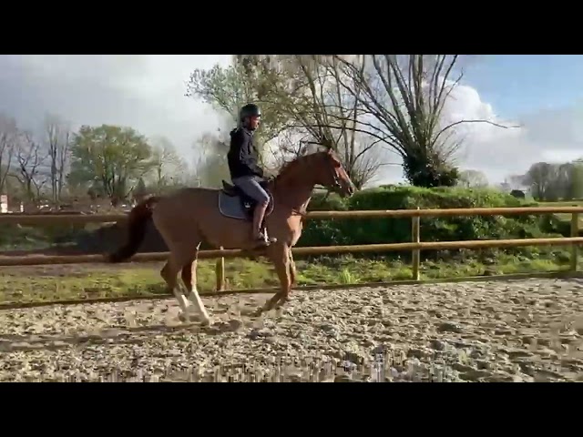 Magnifique hongre de 5 ans 