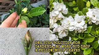 THE MOST APPROPRIATE METHOD OF CARING GARDENIA, GET RID OF BUD DROP PROBLEM, GET HUGE BLOOMING