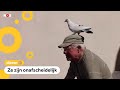 Man en duif zijn beste vrienden