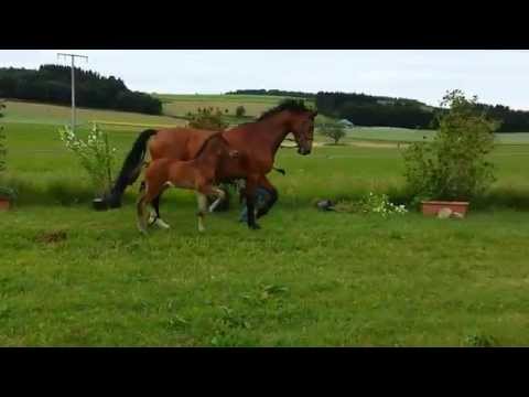 KN 10 SF von Dinken - Contender