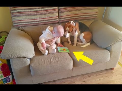 This Dog Was Left Alone With The Baby – But The Family Were Filming His Behavior