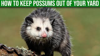 How To Keep Possums Out Of Your Yard - (Quick & Easy)