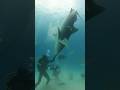 Inverting a 13’ Tiger Shark into Tonic Immobility!  #shark #mysharklife #underwater #sharklife