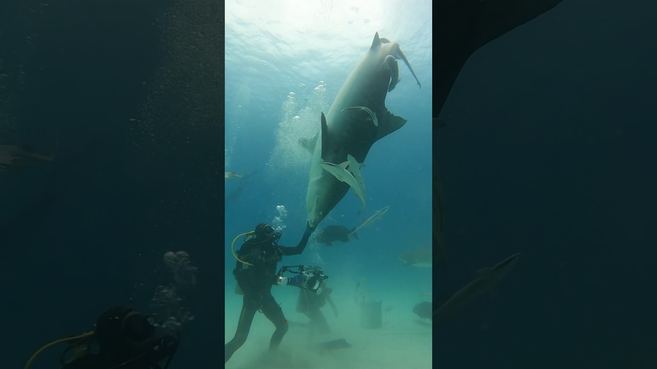 Inverting a 13’ Tiger Shark into Tonic Immobility!  #shark #mysharklife #underwater #sharklife