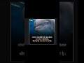Dolphin Record Dolphin Status Factshortvideo