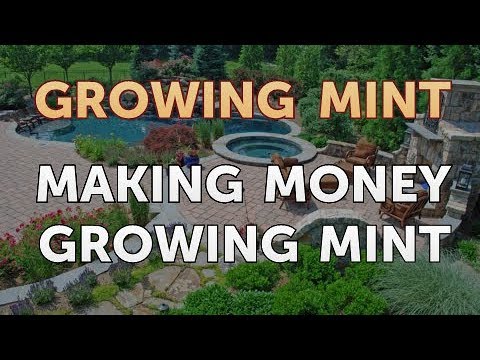 How to Get Rid of Mint Plant Pests