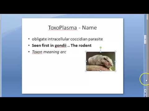 toxoplazma gömbféreg a pinworms vazelinből