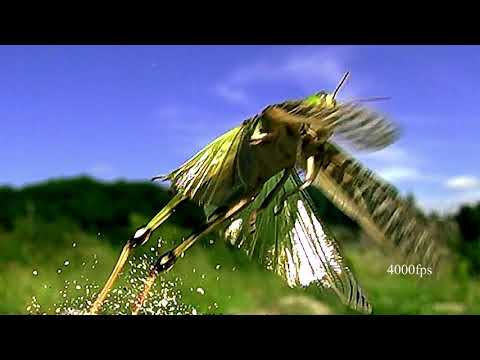 トノサマバッタの飛翔　 Locust Flight Slow motion