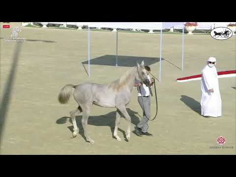 N 23 AYAT AL BAHYA   Sharjah International Arabian Horse Festival 2021   Yearling Fillies Class 1B