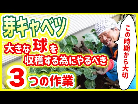 9月から2月にかけて実りの多い収穫を得るために芽キャベツを植えるにはどうすればよいでしょうか?  庭園