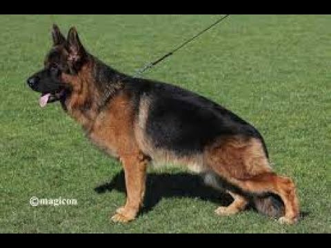 #BSZS2022 - TSB - Wacron del Rione Antico