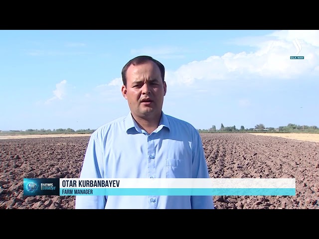 Grain harvest completed in Turkmenistan