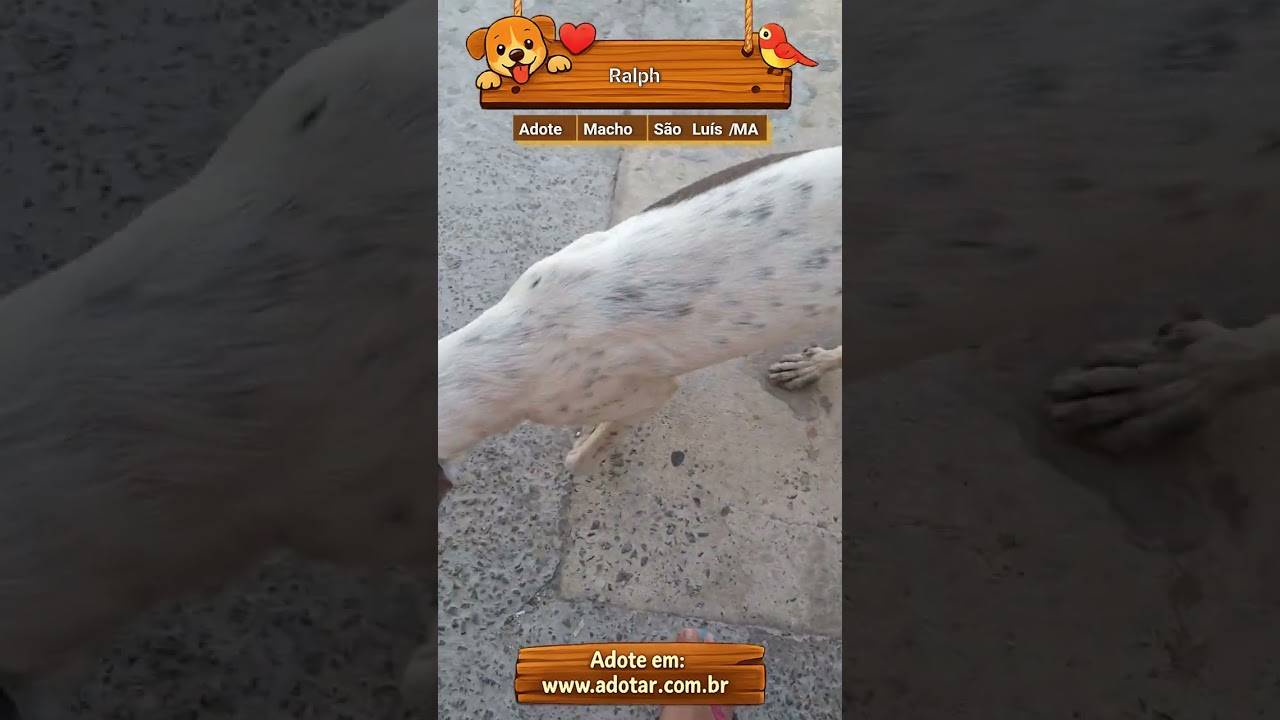 Cachorro raça SRD-ViraLata idade 1 ano nome Ralph 