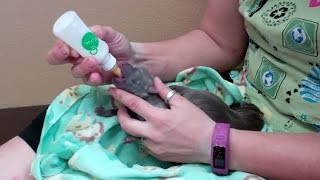 How to take care of newborn puppies