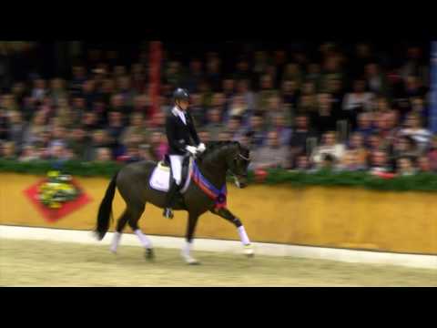 Fürst Fabrice *2014 by Fürstenball - Sandro Hit (Stallion Show Sosath 2017)