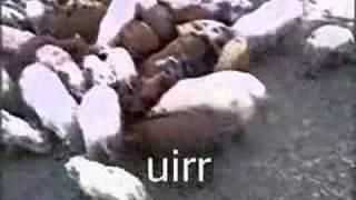 Infected Fedorence - Lou Gore