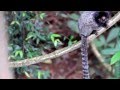 marmoset vocalizations