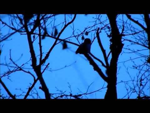 Kuvičok vrabčí (Glaucidium passerinum) — volanie samca, súmrak