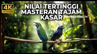 Download lagu 🔴 Live Masteran Tajam Kasar Kesukaan Juri 2026 Cucak Cungkok Gacor vs Srigunting Abu Cililin Kunti mp3