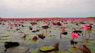 preview picture of video 'Red Lotus Lake 40km away from Udon Thani, Thailand'