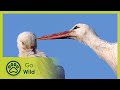 Storks A Village Rooftop Saga Go Wild