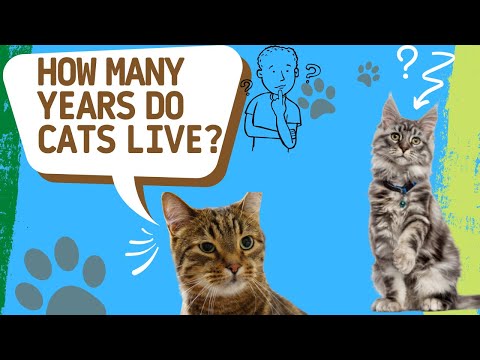 How many years do cats live? And the factors that affect the lifespan of cats?