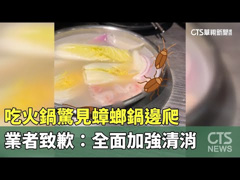 吃火鍋驚見蟑螂鍋邊爬　業者致歉：全面加強清消