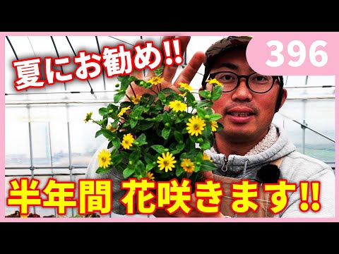 園芸 ホワイトタリア、パウダータリア、ウォーターカンナ