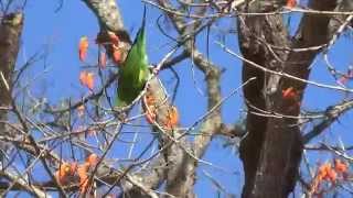 preview picture of video 'Yellow-chevroned Parakeet, Brotogeris chiriri, wild birds,  Fauna,'