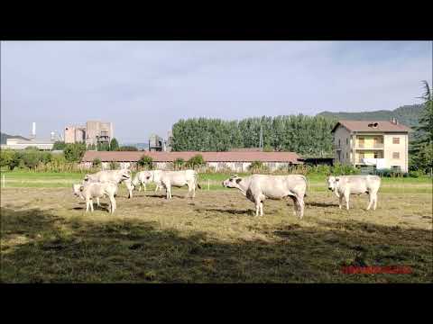 MUCCHE E VITELLINI AL PASCOLO A ROBILANTE (CN) MART. 13 - 9 - 2022.