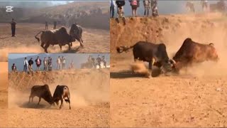 Tso nyuj sib nraus khub 4 nyob zos nas xus ກາສີ