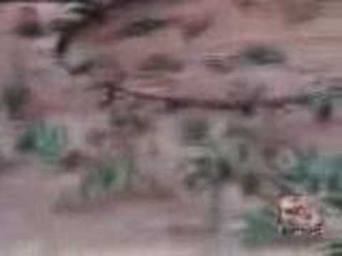 Peter Sturrock on Plasma UFO's