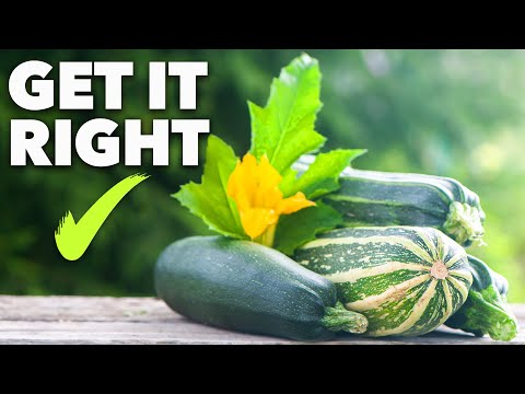 Tomato Growing Masterclass My Blueprint to Success Every Time