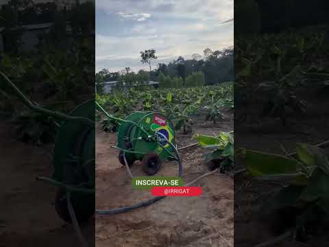 Confira irrigação em plantação de banana no Mato Grosso | Carretel de Irrigação