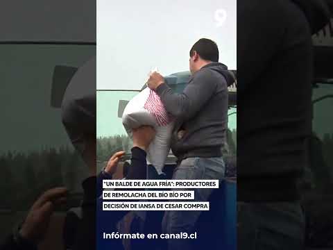 "Un balde de agua fría" productores de remolacha del Bío Bío por decisión de Iansa de cesar compra