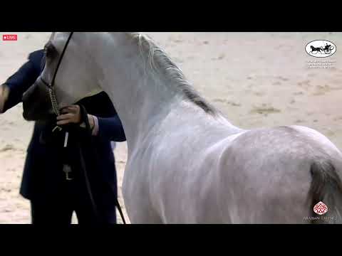 N 104 A L R TAHADY   Dubai International Arabian Horse Championship 2022   Colts 2 years old Class 1