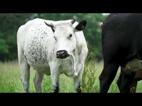 Rambling with the Irish Rare Breeds: The Droimeann