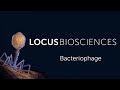 What Is Bacteriophage
