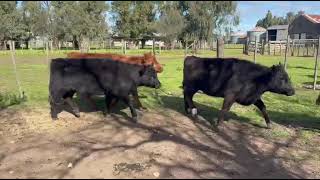 7 Vaquillonas de 250 kg - Grupo de Hacienda Cooperativo - Plaza Ganadera