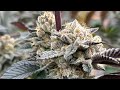 Seed to Harvest- Strawberry Jello Runtz/ Strawneapple