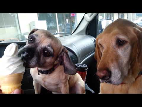 Two Dogs, One Ice Cream Cone