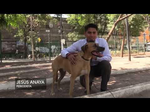 Sin hogar y violentados, así viven millones de perros en México | En Investigación Entrevista