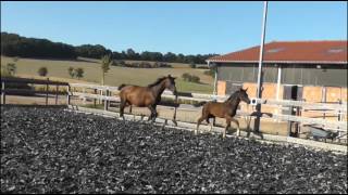 Video of Florentine First Romance