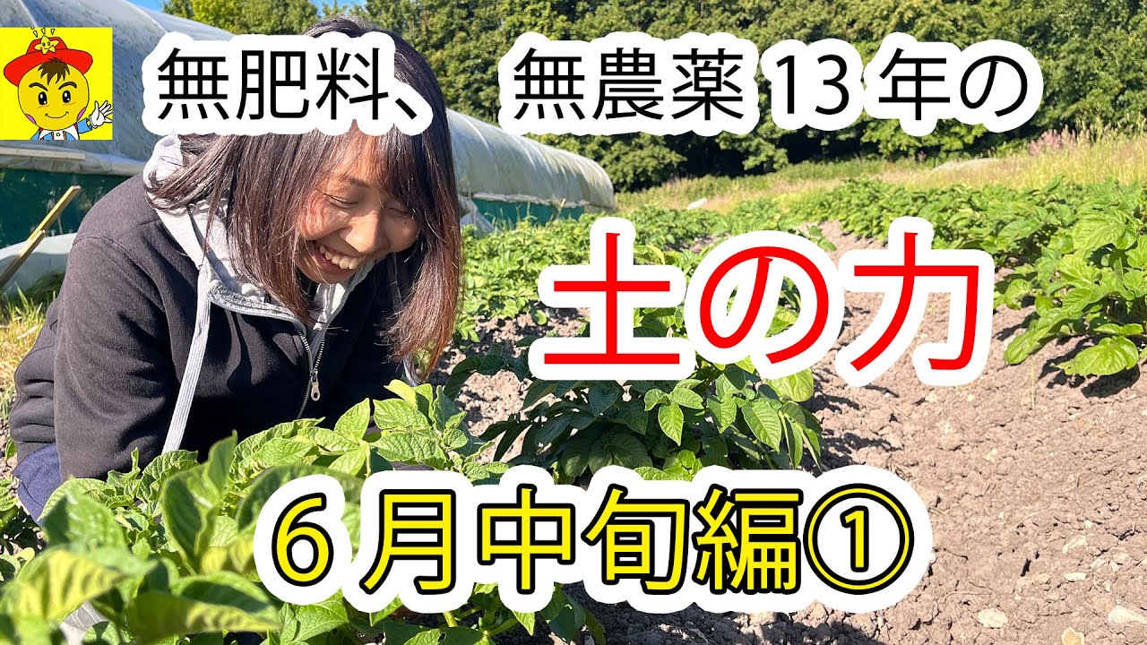 肥料・堆肥なしで13年。自然栽培の圃場に見る6月中旬の野菜と果樹の生育状況