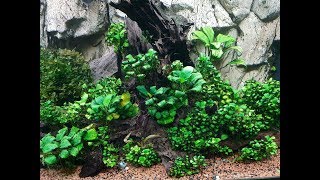 How to catch fast aquarium fish in a nice Aquascape without ruining it!!